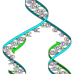 Найдена сила раскручивания молекулы ДНК