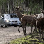 Разработана электронная система борьбы с оленями и лосями на автомобильных дорогах