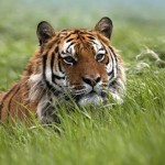 Ученые придумали, как сохранить тигров и других крупных животных кошачьего мира