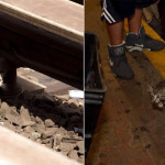Нью-Йоркское метро остановилось ради спасения котят
