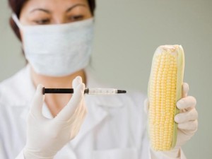 Была опровергнута информация о вредности ГМО кукурузы