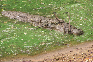 Крокодилы применяют ловушки для ловли птиц