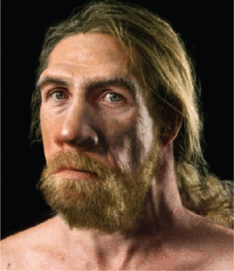 Часть современных европейцев произошла от неандертальцев