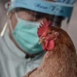 В Китае от птичьего гриппа скончалось 2 человека