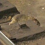 Американск е  журналисты  выложили  видео - доказательство того, что крысы в метро не боятся людей 